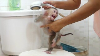 Tiny Monkey Maki Crying Loudly Refuse Taking Bath in the Morning