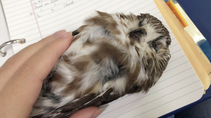 Chúc mèo ngủ ngon (cú lợn cọp)