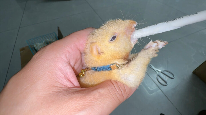 Ada lagi seekor tupai kecil