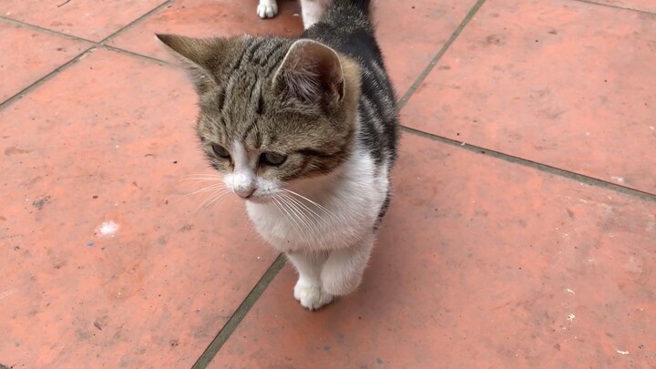 冬天了，地面太冷了，小狸花猫冻得直跺脚