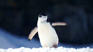 【Xiao Huihui】Cutest Penguin Ranking (×) Tencent Employee Ranking (✓)