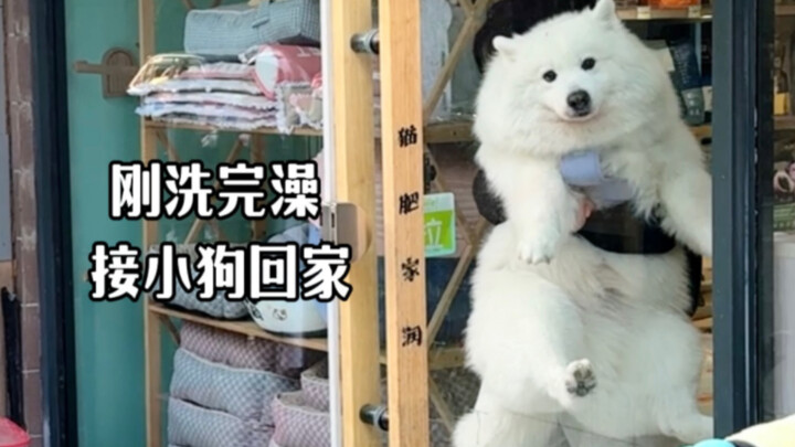 The Current State of Young People Raising Dogs (Part 4)