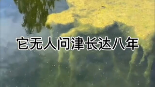 新的泳池清理视频来了，想了想以后买房子还是不要泳池了