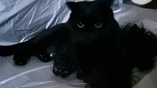 บ้านมีของดำเหมือนมีสมบัติ ใครอยากได้รีบเอาไปเลย! ทนไม่ไหวแล้ว!