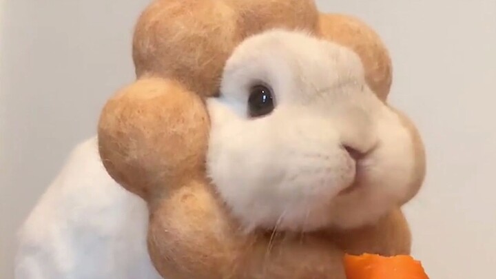 Would you like some rabbit today?