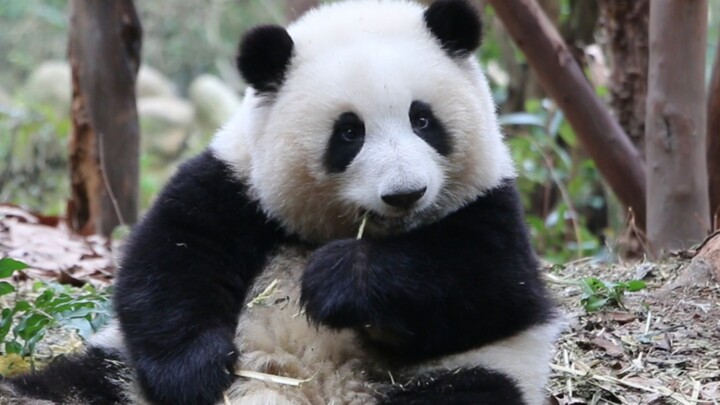 Panda Channel | Panda Cub Hehua Grinding Her Teeth With Bamboo