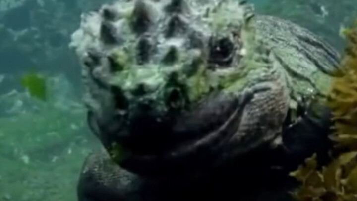 Marine Iguana: Don’t worry, I’m a vegetarian! Damselfish: Get lost, you creep!