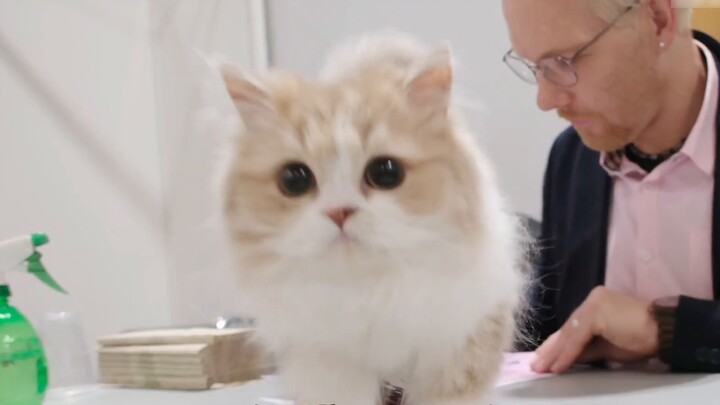 When Sheniu kittens go to cat shows, you can’t chew on the judges’ comments!