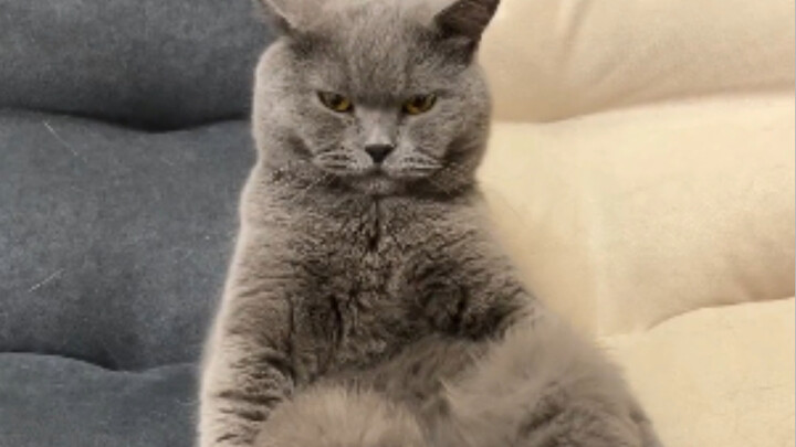 Cats’ puzzling behaviors...