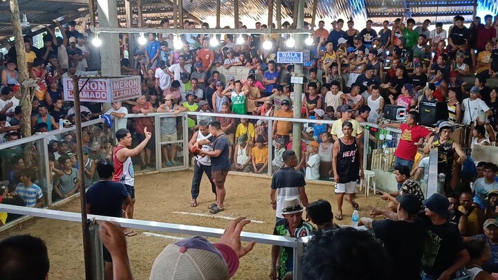 Straight Comb Red Roster🐓🏆