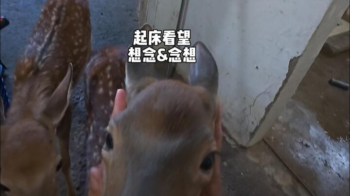 又新到了个笼子......