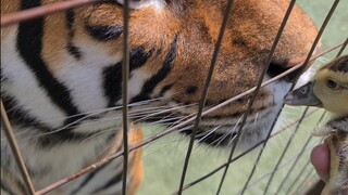 Using tigers too feed ducks