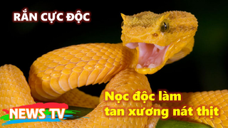 Rắn độc nhất thế giới có nọc độc mạnh đến mức nào?