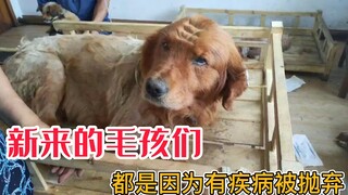 Why are dogs with illnesses often abandoned? Rescue centers will never give up on dogs!