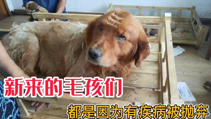 为何狗狗们有疾病很多都会被抛弃？救助站不会放弃狗狗们！
