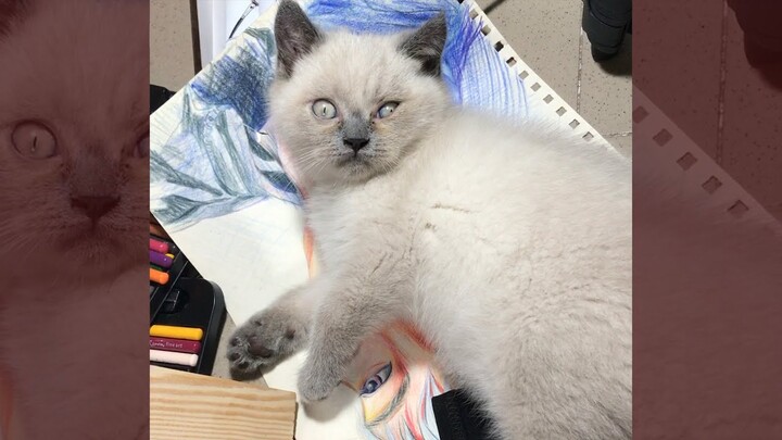 Cat interfering with your work The Cutest thing ever Mèo anh lông ngắn dễ thương màu hyma #cat