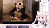 日本萝莉看熊猫搞笑名场面合集