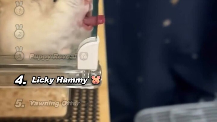 Animals Being TOO CUTE: Puppy, Yawning Otter & Wobbly Foal Compilation