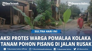 Viral Video Aksi Protes Warga Dawi-Dawi Pomalaa Kolaka Tanam Pohon Pisang di Jalanan Rusak