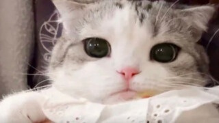 Wow, little kitty's belly fur can even hide coins!