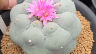 ดอกโลโฟ