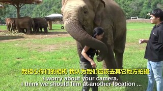 看到饲养员接受采访后吃醋的大象