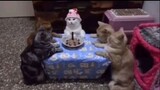 all of the cat videos i have in my gallery (currently)