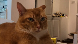 Apa yang bisa menjadi pemikiran rumit seekor kucing