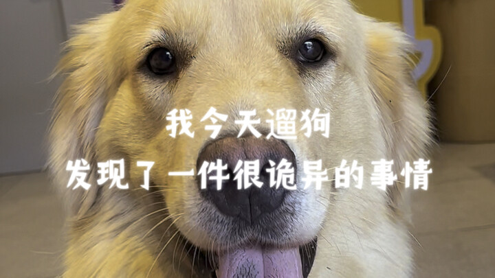 我今天遛狗发现了一件很诡异的事情！