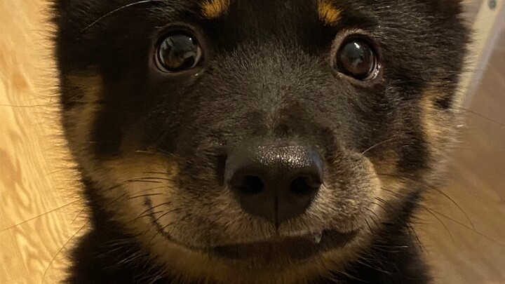 Chó con có thể chóp chép miệng, nhưng người thì không được! (Ưu đãi dành cho dân dùng tai nghe đây d