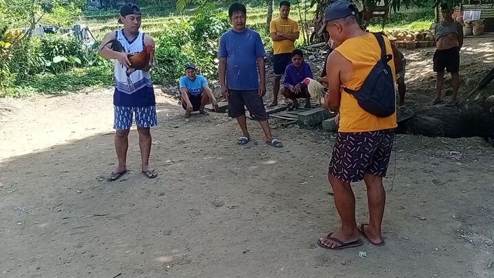 malaki at mataas kalaban