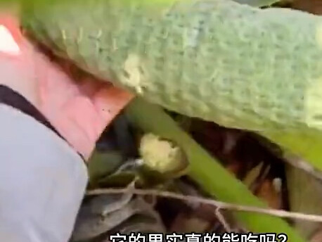 Don’t even talk about having eaten it—most people probably haven’t even seen it!