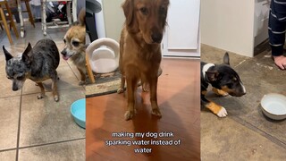 Dog: I have never drunk such bad water.
