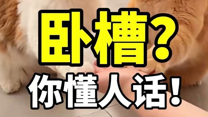 يا للهول! أنت تستطيع فهم كلام البشر حقًا!