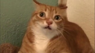 🐱走！一起去赛马！🐱