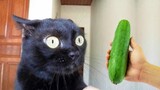 Video Kucing Lucu Banget Bikin Ngakak #99 | Kucing dan Anjing | Kucing Lucu Imut