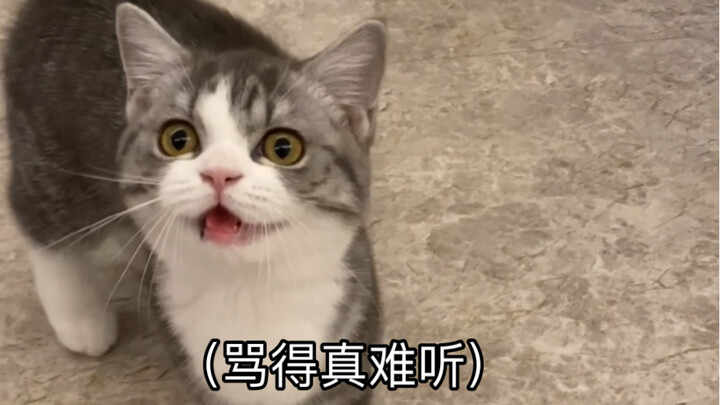 How can a little kitten swear so badly when it’s hungry?