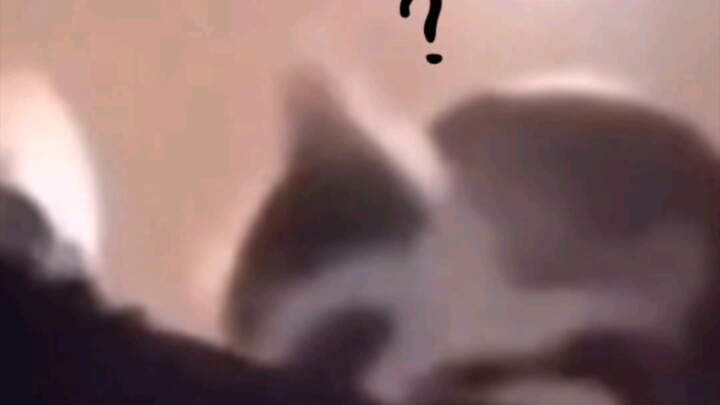 นาทีสุดช็อกของแมว!