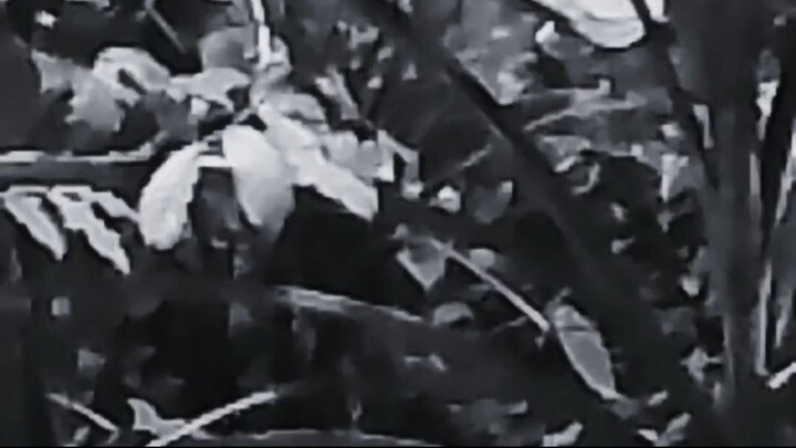 Quaero quod hoc musica est. IV.