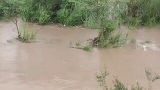 Motherly love is great! The mother of a stray dog rushed into the flood to rescue the puppies. The d