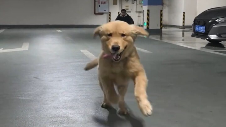 What bad intentions could a little golden retriever have? It just likes you.