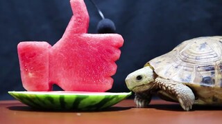 The turtle ate the watermelon in the shape of a thumbs-up