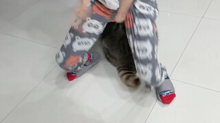 شياو شياو غير الراضية عن التعقيم تنتقم مني بخبث 🤣 #الراكون[موضوع]# #خطة انطلاق الحيوانات الأليفة الل