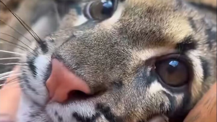Memanjakan si macan tutul awan kecil yang menggemaskan, ihh ihh ihh—aduh, kok imut banget sih!