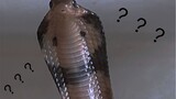 Monocled Cobra | Pet Video
