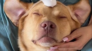 كيف يبدو الكلب عندما يكون أنيقًا؟