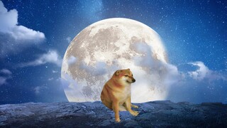 "Cheems, are you going to fly to the moon?"
