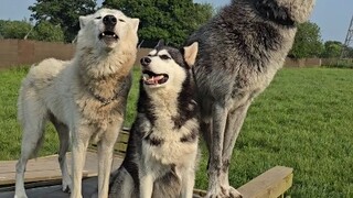 When a Husky got mixed up with the two