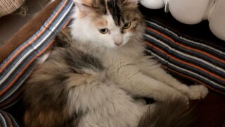 พบแมวตัวหนึ่งถูกทิ้งไว้ในโถงบันได น่ารักสุดๆ ขี้อ้อนสุดๆ!!! และก็น่าสงสารสุดๆด้วย...โดยเฉพาะในคืนฤดู