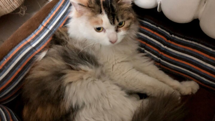 พบแมวตัวหนึ่งถูกทิ้งไว้ในโถงบันได น่ารักสุดๆ ขี้อ้อนสุดๆ!!! และก็น่าสงสารสุดๆด้วย...โดยเฉพาะในคืนฤดู